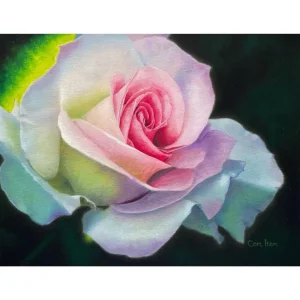 P083 The White Rose