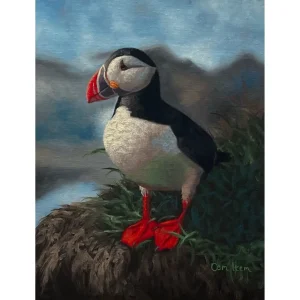 P097 The Puffin