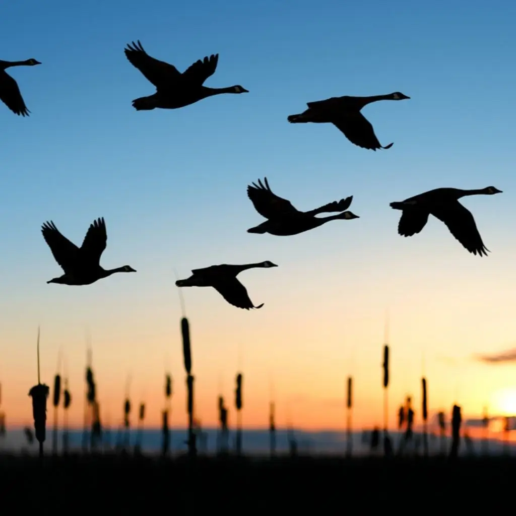 Data Migration